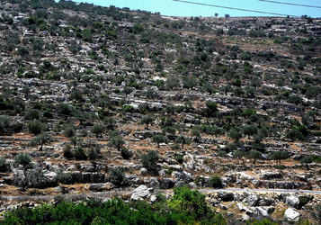 PALESTINA i territori palestinesi panoramiche e particolari. Foto di Giulio Azzarello ©2014. PALESTINA i territori palestinesi panoramiche e particolari. Foto di Giulio Azzarello ©2014.