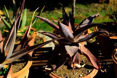 ORTO BOTANICO di Palermo nel maggio 2018. Fotografie di Giulio Azzarello &copy;2018.