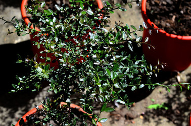 ORTO BOTANICO di Palermo in inverno. Fotografie di Giulio Azzarello &copy;2016.