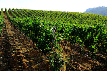 CAMPAGNA SICILIANA. Fotografie di Giulio Azzarello &copy;2016.