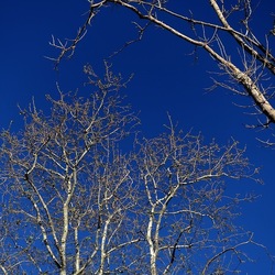 ALBERI. Fotografie di Giulio Azzarello &copy;2024.