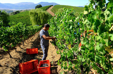 VENDEMMIA a S.Cristina Gela i coltivatori. Fotografie di Giulio Azzarello ©2016. VENDEMMIA a S.Cristina Gela i coltivatori. Fotografie di Giulio Azzarello ©2016.