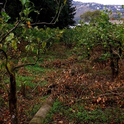 AUTUNNO fotografie di Giulio Azzarello ©2021. AUTUNNO fotografie di Giulio Azzarello ©2021.