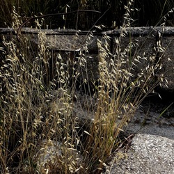 ZISA. Fotografie di Giulio Azzarello &copy;2023.