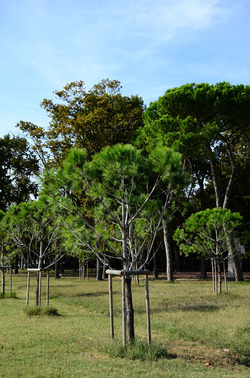 GIARDINI della BIENNALE a Venezia. Foto di Giulio Azzarello &copy;2015 2016.