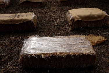 ULIVETO SICILIANO. Fotografie di Giulio Azzarello ©2022.