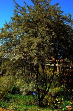 ORTO BOTANICO di Palermo nel maggio 2018. Fotografie di Giulio Azzarello &copy;2018.