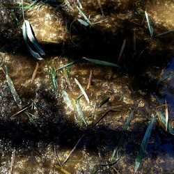 ORTO BOTANICO DI PALERMO. Fotografie di Giulio Azzarello ©2022. ORTO BOTANICO DI PALERMO. Fotografie di Giulio Azzarello ©2022.