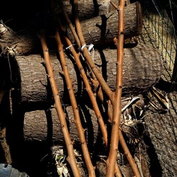 GIARDINO SICILIANO. Fotografie di Giulio Azzarello ©2022. GIARDINO SICILIANO. Fotografie di Giulio Azzarello ©2022.