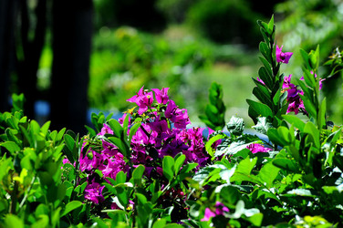 NATURA Violette siciliane in un tipico giardino in estate. Fotografie di Giulio Azzarello &copy;2014.