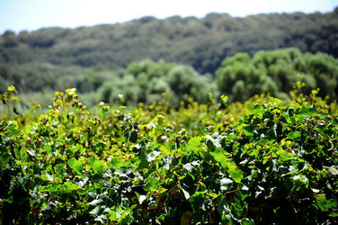 GORGHI TONDI oasi di vigneti e piante Mazzara del Vallo in Sicilia. Foto di Giulio Azzarello ©2016. GORGHI TONDI oasi di vigneti e piante Mazzara del Vallo in Sicilia. Foto di Giulio Azzarello ©2016.