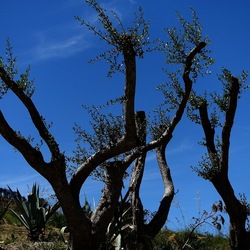 SEGESTA. Fotografie di Giulio Azzarello ©2024. SEGESTA. Fotografie di Giulio Azzarello ©2024.