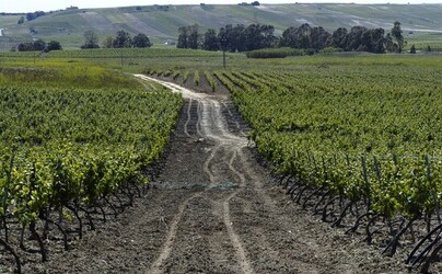 VIGNETO tipico siciliano a Salemi panoramiche e particolari. Fotografie di Giulio Azzarello &copy;2014.