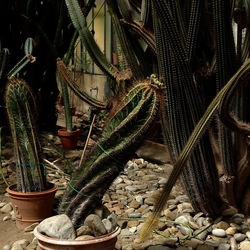 ORTO BOTANICO. Fotografie di Giulio Azzarello &copy;2024.