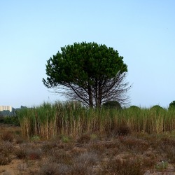 SELINUNTE. Fotografie di Giulio Azzarello ©2022. SELINUNTE. Fotografie di Giulio Azzarello ©2022.