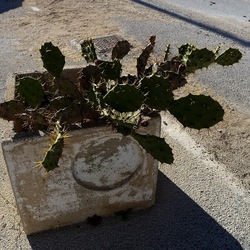 PIANTA GRASSA IN VASO. Fotografie di Giulio Azzarello &copy;2022.