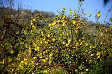 GOLE DELL ALCANTARA in Sicilia. Fotografie di Giulio Azzarello &copy;2016.