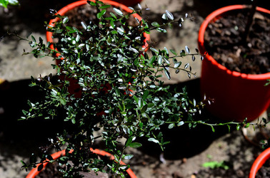 ORTO BOTANICO di Palermo in inverno. Fotografie di Giulio Azzarello &copy;2016.