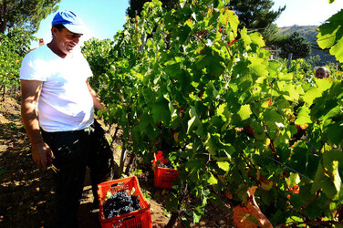 VENDEMMIA a S.Cristina Gela i coltivatori. Fotografie di Giulio Azzarello ©2016. VENDEMMIA a S.Cristina Gela i coltivatori. Fotografie di Giulio Azzarello ©2016.