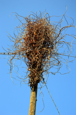 GRANDE NIDO spontaneo in campagna. Fotografie di Giulio Azzarello &copy;2014.
