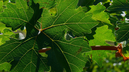VIGNETO tipico siciliano a Salemi panoramiche e particolari. Fotografie di Giulio Azzarello &copy;2014.