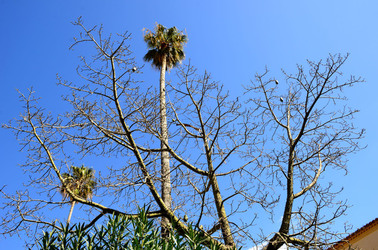 MACCHIA MEDITERRANEA in Sicilia. Fotografie di Giulio Azzarello &copy;2106.