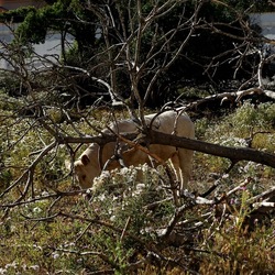 BESTIE. Fotografie di Giulio Azzarello ©2022. BESTIE. Fotografie di Giulio Azzarello ©2022.