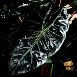 ORTO BOTANICO di PALERMO. Fotografie di Giulio Azzarello ©2019.