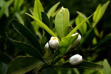 ZAGARA. Fotografie di Giulio Azzarello ©2022. ZAGARA. Fotografie di Giulio Azzarello ©2022.