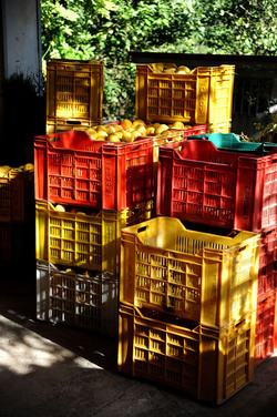 LIMONI di Sicilia coltivati in modo biologico. Fotografie di Giulio Azzarello &copy;2014.