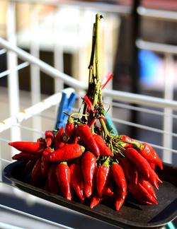 PEPERONCINO fotografie di Giulio Azzarello ©2014. PEPERONCINO fotografie di Giulio Azzarello ©2014.