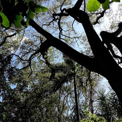 ORTO BOTANICO DI PALERMO. Fotografie di Giulio Azzarello ©2022. ORTO BOTANICO DI PALERMO. Fotografie di Giulio Azzarello ©2022.