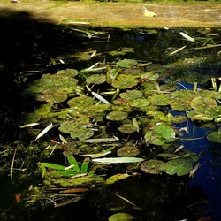 ORTO BOTANICO DI PALERMO. Fotografie di Giulio Azzarello ©2022. ORTO BOTANICO DI PALERMO. Fotografie di Giulio Azzarello ©2022.
