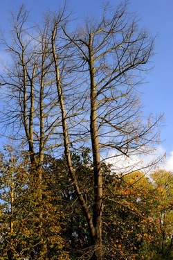 VENEZIA Giardini della Biennale di Arch. Cont.. Fotografie di Giulio Azzarello ©2022.