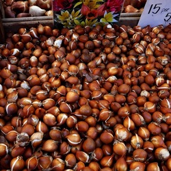 ORTO BOTANICO di PALERMO. Fotografie di Giulio Azzarello ©2019.