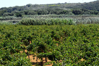 GORGHI TONDI oasi di vigneti e piante Mazzara del Vallo in Sicilia. Foto di Giulio Azzarello ©2016. GORGHI TONDI oasi di vigneti e piante Mazzara del Vallo in Sicilia. Foto di Giulio Azzarello ©2016.