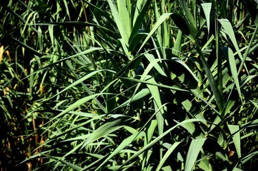 HABITAT NATURA in campagna. Fotografie di Giulio Azzarello ©2015 2016. HABITAT NATURA in campagna. Fotografie di Giulio Azzarello ©2015 2016.