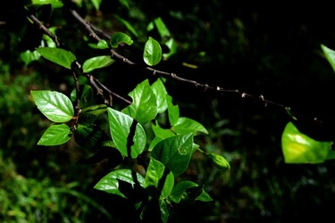 GIARDINO SICILIANO fotografie di Giulio Azzarello &copy;2020.