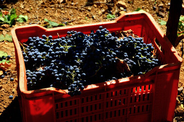VENDEMMIA a S.Cristina Gela in Sicilia. Fotografie di Giulio Azzarello &copy;2016.