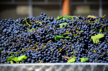 AZIENDA VITIVINICOLA in Sicilia. Fotografie di Giulio Azzarello ©2016. AZIENDA VITIVINICOLA in Sicilia. Fotografie di Giulio Azzarello ©2016.
