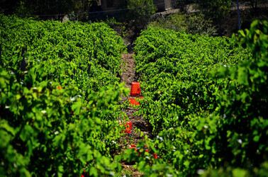 VENDEMMIA a S.Cristina Gela in Sicilia. Fotografie di Giulio Azzarello &copy;2016.