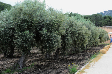 VIGNETO AGRITURISTICO PLANETA a Sambuca di Sicilia. Fotografie di Giulio Azzarello &copy;2014.