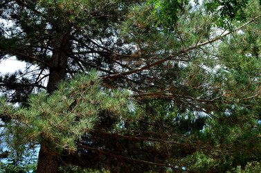 IL PARCO DELLE MADONIE da Polizzi Generosa in Sicilia. Fotografie di Giulio Azzarello &copy;2014.