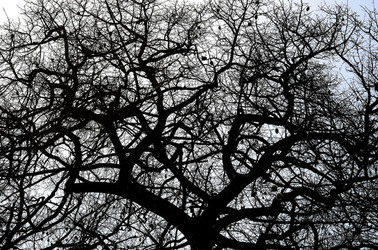 ORTO BOTANICO di Palermo in inverno. Fotografie di Giulio Azzarello &copy;2016.