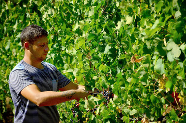 VENDEMMIA a S.Cristina Gela i coltivatori. Fotografie di Giulio Azzarello ©2016. VENDEMMIA a S.Cristina Gela i coltivatori. Fotografie di Giulio Azzarello ©2016.