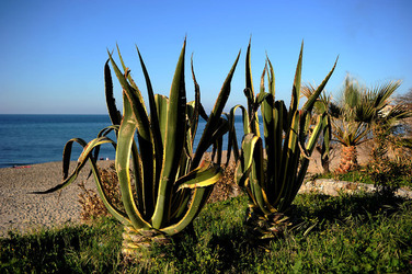 AGAVE selvatica sul mare in Sicilia a Cefalù. Fotografie di Giulio Azzarello ©2014. AGAVE selvatica sul mare in Sicilia a Cefalù. Fotografie di Giulio Azzarello ©2014.