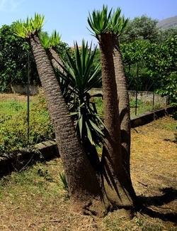 GIARDINO fotografie di Giulio Azzarello ©2019. GIARDINO fotografie di Giulio Azzarello ©2019.