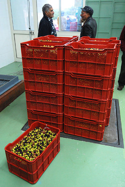 TIPICO FRANTOIO fotografie di Giulio Azzarello ©2014. TIPICO FRANTOIO fotografie di Giulio Azzarello ©2014.