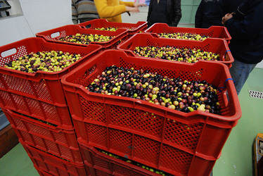 TIPICO FRANTOIO fotografie di Giulio Azzarello ©2014. TIPICO FRANTOIO fotografie di Giulio Azzarello ©2014.