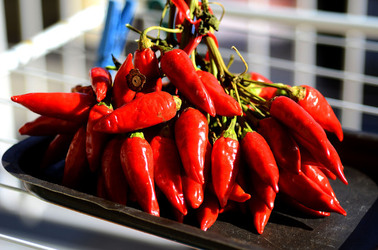 PEPERONCINO fotografie di Giulio Azzarello ©2014. PEPERONCINO fotografie di Giulio Azzarello ©2014.